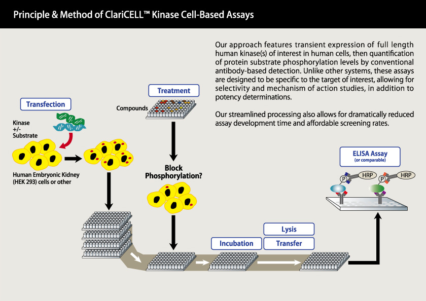 Carna Biosciences, Inc. ClariCELL™ Kinase CellBased Assay Services
