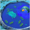 ClariCELL&trade; Kinase Cell-Based Assay Services