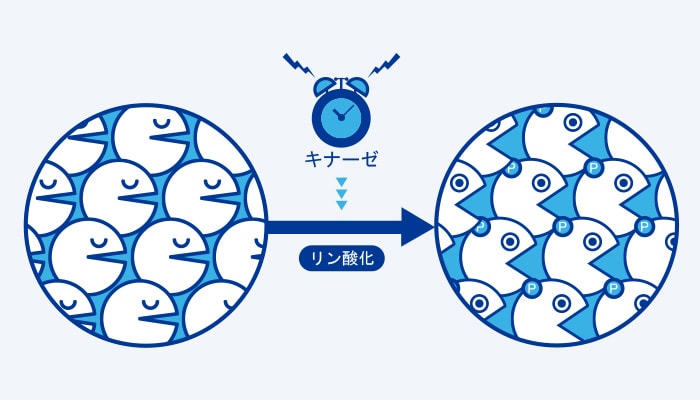 キナーゼの働きと病気