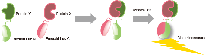 Split Luciferase Technology