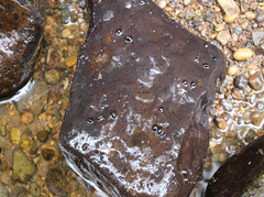 写真1: 
発光貝ラチアは石の後ろ側に生息する