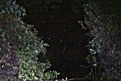 写真1: 夜空に輝く星たち
オリオン大星雲の撮影は難しい