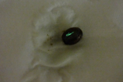 写真3: 発光貝ラチアは緑色の発光液を出す