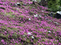 写真2：シャングリラ地方の
3,500ｍの高原に咲く植物