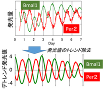 図1: 
細胞内の体内時計遺伝子の発現パターン
24時間周期の二つの遺伝子は
12時間位相がずれている