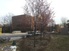 写真２　NIH構内では早咲きの花が咲いていた。