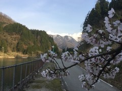 桜の花びらの先に立山連峰の一端が見えている