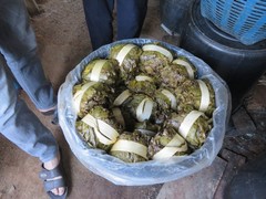 写真２　蒸し工程の後、樽に丁寧に漬け込むみ、嫌気培養を開始する。