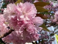 写真１　大阪工業大学の前の八重桜がきれいでした。