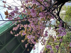 写真２　大阪工業大学の前の八重桜がきれいでした。