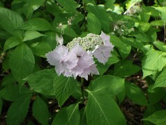 写真１　大西洋植物園で見かけたヤマアジサイ。