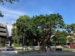 写真２　チュラーロンコーン大学キャンパス内には大木が散在。