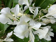 写真１　甘い香りを漂わせる白ユリの花。
