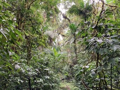 写真２　典型的な大西洋亜熱帯雨林の森。