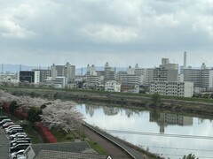 写真２　移り行く季節を桜の開花で知る。