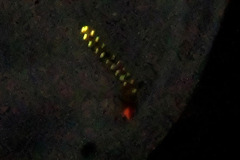 写真1 ： インターバル国立公園で
見つけた鉄道虫
（撮影：産総研 二橋亮）