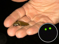 写真2：ヒカリコメツキムシは胸部背中に
1対、腹部に1つの発光器を持っている。
照明をものともせず光っている。
（円中）背中の発光器の光