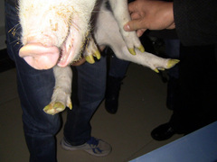 写真4：GFPを発現するブタ
足の部分が緑色の蛍光を発する