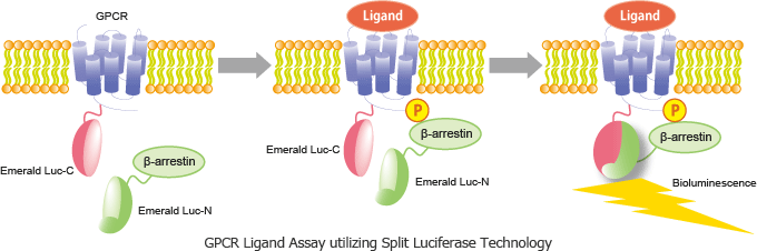 GPCR Ligand Assay utilizing Split Luciferase Technology