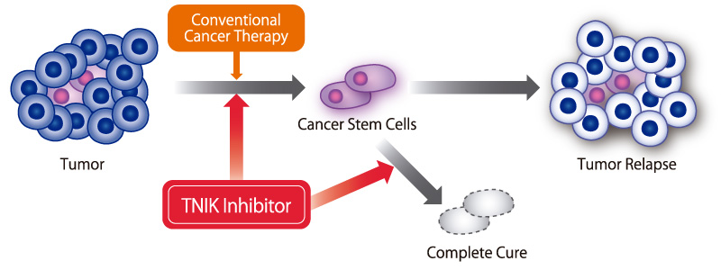 Wnt signal inhibitor (TNIK inhibitor)
