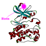 Advantages of Carna’s Biological Biotinylation