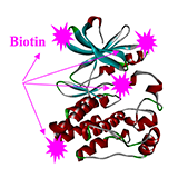 Advantages vs. Chemical Biotinylation