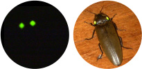 ブラジル産 ヒカリコメツキムシ(Pyrearinus termitilluminans)の発光