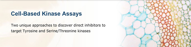Cell-Based Kinase Assay