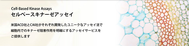 セルベースキナーゼアッセイ