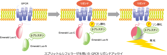 スプリットルシフェラーゼを用いたGPCRリガンドアッセイ